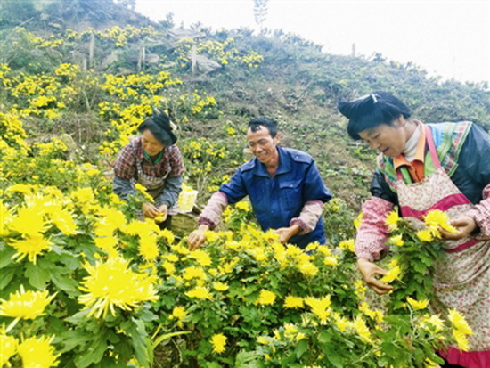 菊花丰收采摘忙 产业扶贫结硕果