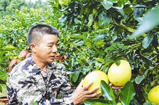 红心香柚拓宽致富路