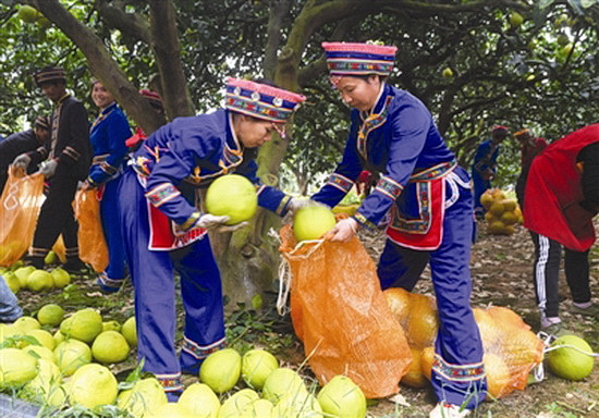 罗城大力发展“三特”水果扶贫产业 今年产值超2亿元