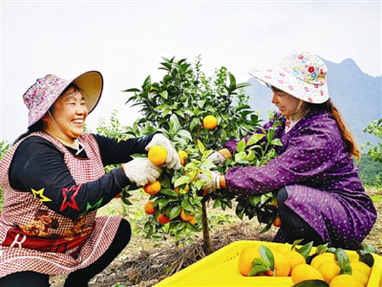 种上“摇钱树” 收获“黄金果”