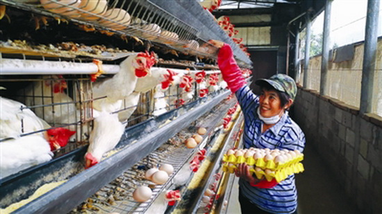 引进“凤凰鸡” 催生“致富蛋”