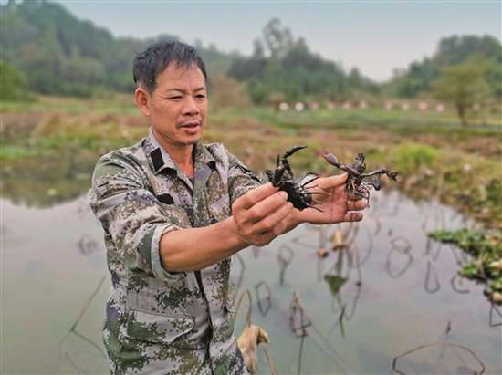 拔贡镇寨熬村建小龙虾养殖示范区 带动贫困户就业
