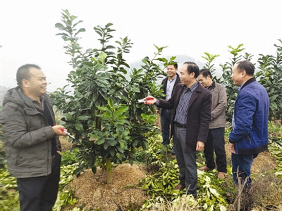 环江5位退伍军人携手创业共圆致富梦