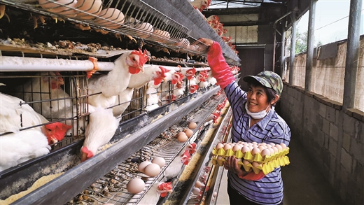 建设蛋鸡养殖基地 带动近百贫困户参与经营