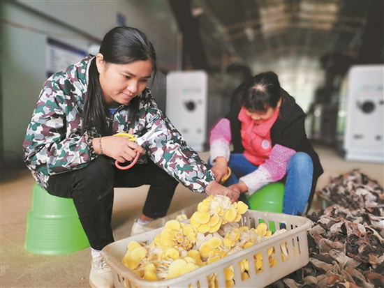 东兰：发展食用菌产业 带动贫困户增收