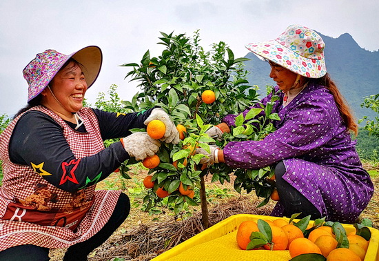 五圩镇种植5000余亩水果 带动群众脱贫致富