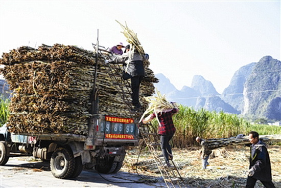 都安甘蔗喜获丰收