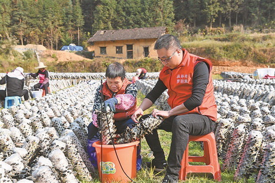 罗城龙兴屯群众发展黑木耳种植 每亩增收近万元