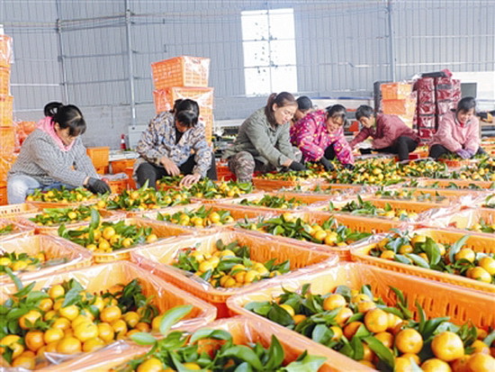 环江供销社打造“三农”平台 带动100余名贫困户就业