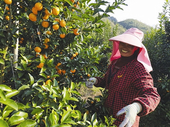 侧岭乡砂糖橘丰收上市
