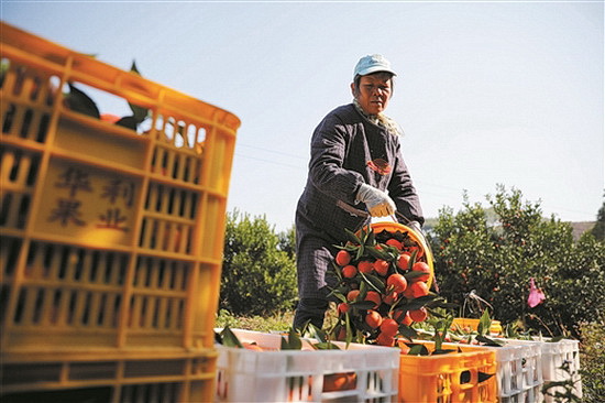 环江：红桔果丰产  贫困户增收