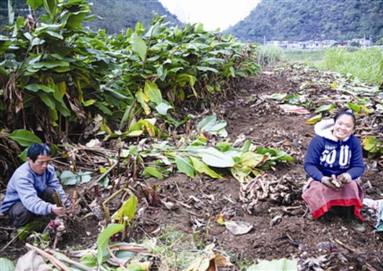 都安旱藕产业带动3200多名贫困户发展