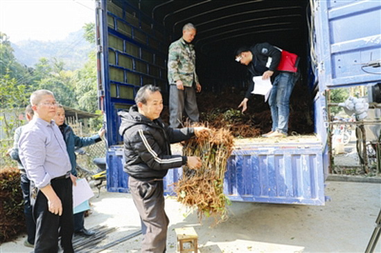 南丹水果局免费发放树苗7万株 惠及上1050户村民