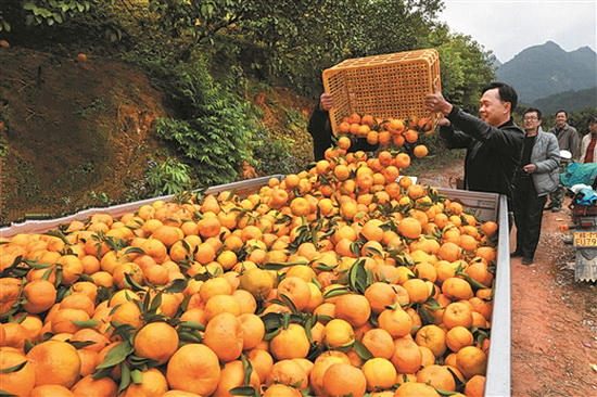 天峨：椪柑挂满枝头 村民喜笑颜开