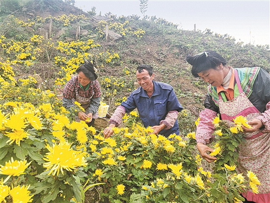 环江： 油茶林里种菊花 贫困家庭有增收