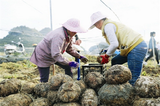 魔芋丰收“钱景”好