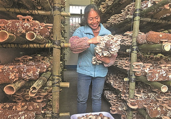 金城江区：发展食用菌种植，为村集体经济创收