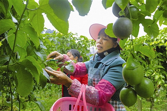 东兰“三特”扶贫水果不愁卖