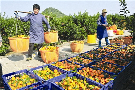 在家门口 务工增收
