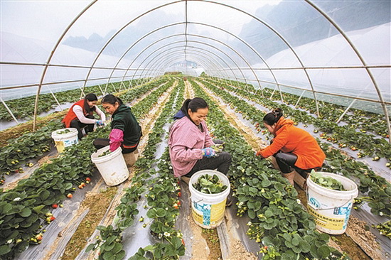 凤山：引导群众生产 促进脱贫增收