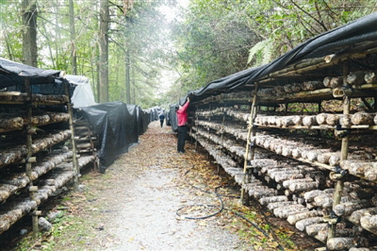 小香菇撑起“脱贫伞”