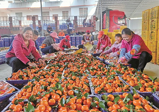 金城江区大力发展水果种植 带动贫困群众增收致富
