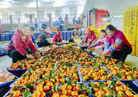 金城江区大力发展“三特”水果产业 带动贫困群众增收