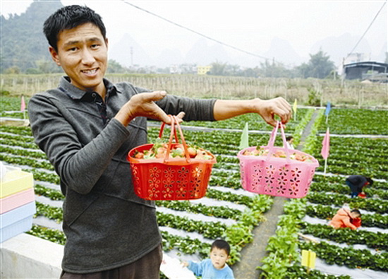 草莓成熟引客来