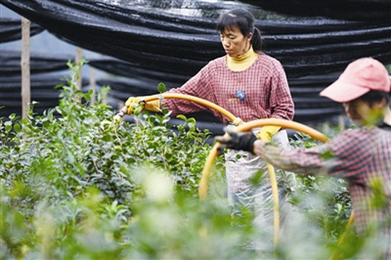 管护油茶苗 供市场需求