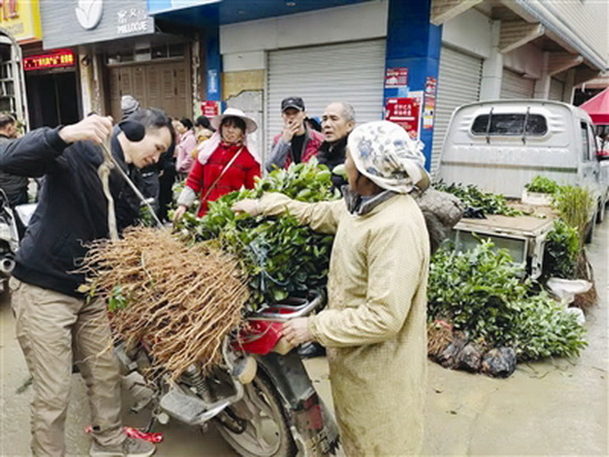 巴马燕洞街：赶集群众忙购年货买油茶苗