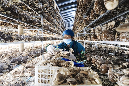 天峨一菇棒基地在“疫”期吸纳当地群众27人就近就业