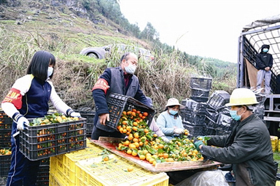 环江落实300万元农产品购销补贴