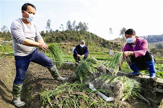 抓春耕生产 守护菜篮子