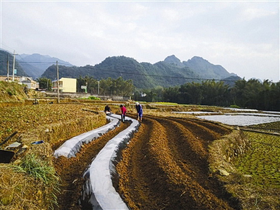 乔善“烟稻轮作”促农增收