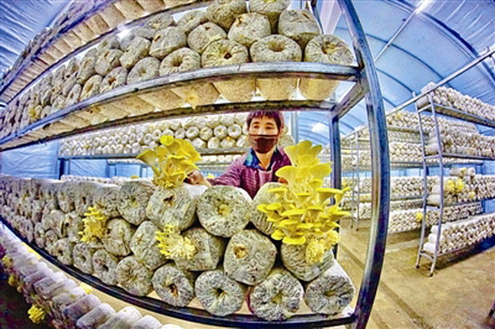 东兰“两手抓”努力完成年度既定目标任务