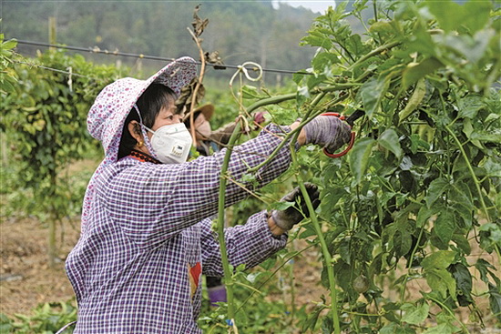 巴马12个基地陆续复工 带动贫困户务工增收