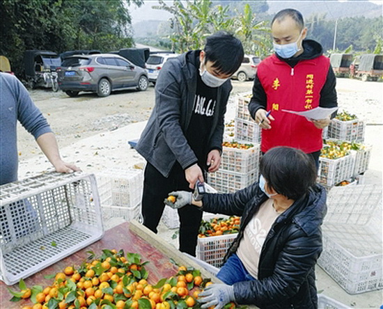 “红马甲”进果园送服务让果农吃下“定心丸”