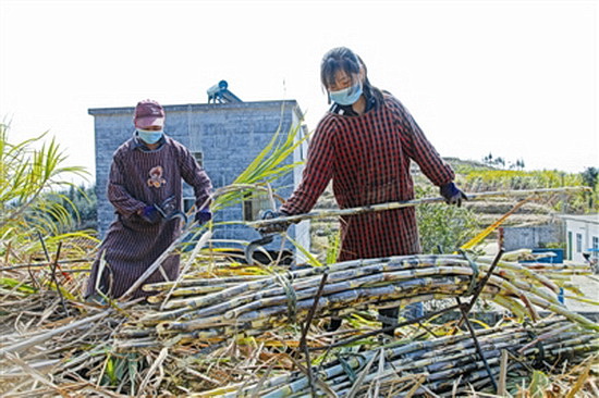 开设“绿色通道” 保障农业企业复产