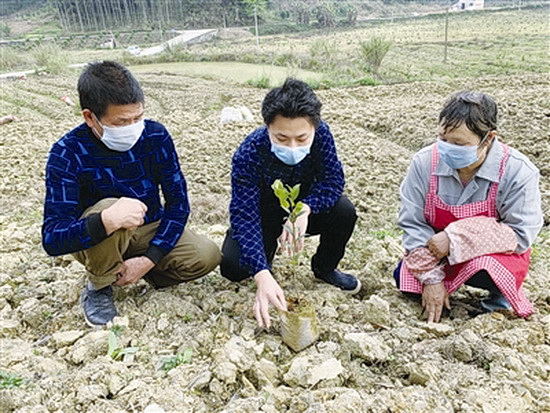 五圩镇：疫情防控油茶种植“两手抓”