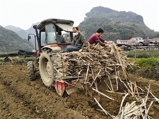 种甘蔗忙春耕