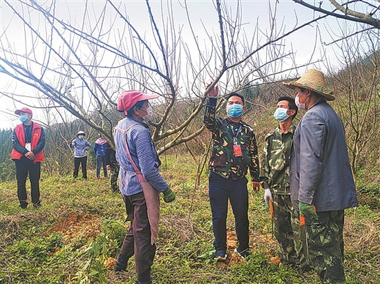 天峨：技术员指导农户进行珍珠李树形修剪
