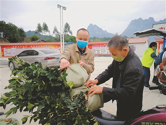 金城江区向农户发放1万亩油茶苗