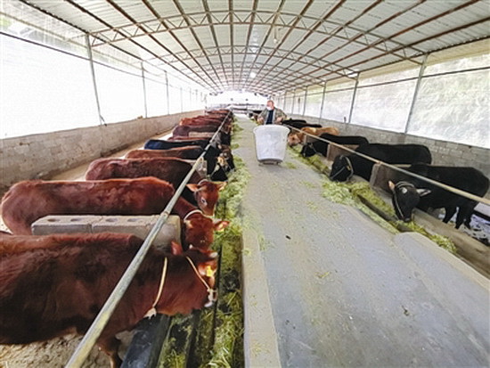 “牛”气冲天乔本村