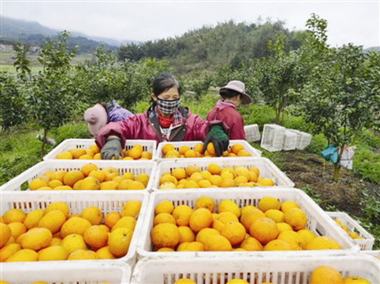 金城江区柑橘销售市场逐渐回暖