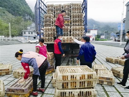 发放鸡苗助农增收