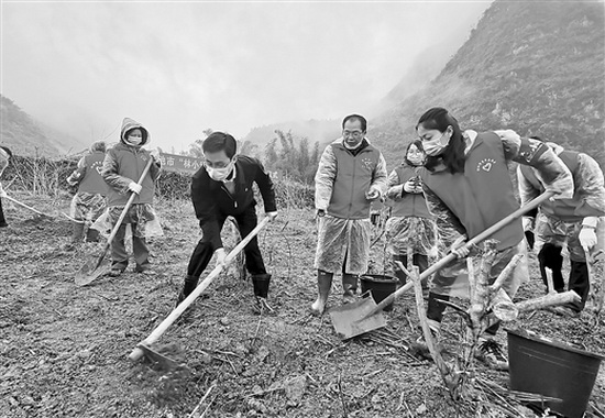 河池青年志愿者投身林业产业扶贫 助农增产增收