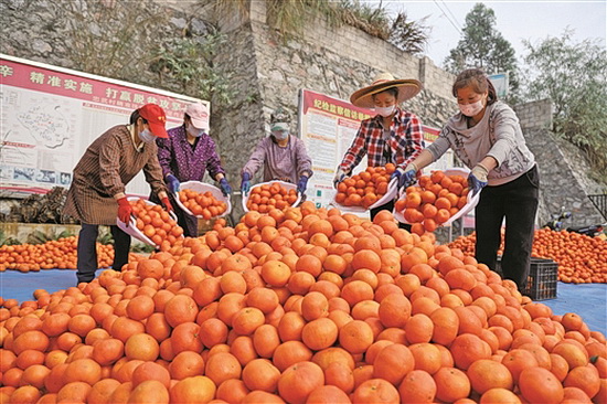 深圳客商上门收购 解决忠武村水果滞销难题