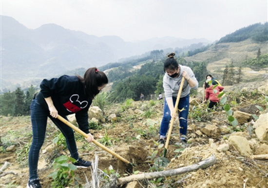 天河镇“巾帼英雄”种植油茶“闹春耕”