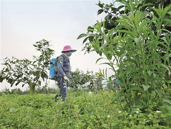 金城江区推进农业市场经营主体复工复产