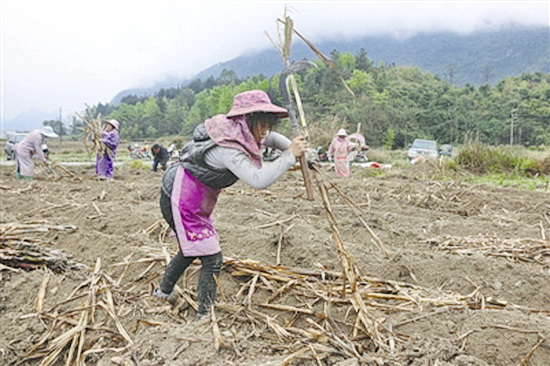 抢种甘蔗 保障增收